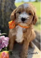 Bambi, a female Goldendoodle and Miniature Goldendoodle for sale in Greenbrier, AR – 1 of 2