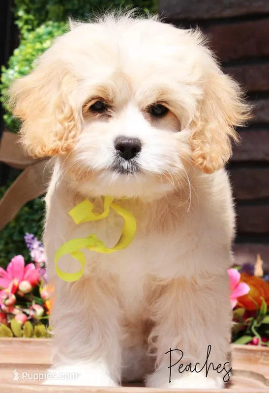 Peaches – Cockapoo puppy for sale in Greenbrier, AR