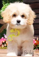 Peaches, a female Cockapoo for sale in Greenbrier, AR – Photo 1 of 2