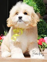 Peaches, a female Cockapoo for sale in Greenbrier, AR – Photo 2 of 2