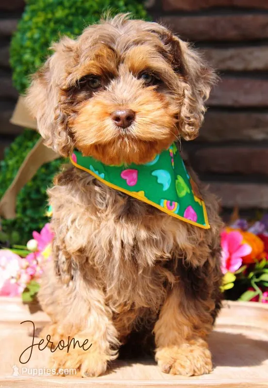Jerome – Cockapoo puppy for sale in Greenbrier, AR