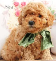 Nova, a female Miniature Goldendoodle for sale in Greenbrier, AR – Photo 1 of 2
