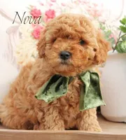 Nova, a female Miniature Goldendoodle for sale in Greenbrier, AR – Photo 2 of 2