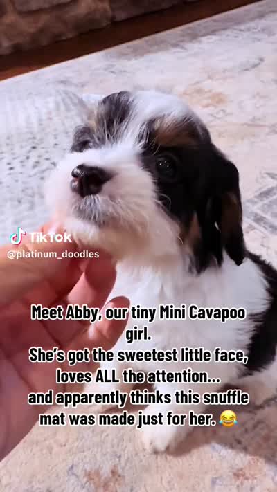 Abby, a female Cavapoo for sale in Greenbrier, AR – 5 of 5