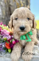 Milton, a male Goldendoodle for sale in Greenbrier, AR – 2 of 2