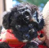 Jack, a male Cavapoo for sale in Greenbrier, AR – 3 of 5