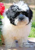 Finnagan, a male Shihpoo for sale in Greenbrier, AR – Photo 1 of 2