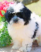 Finnagan, a male Shihpoo for sale in Greenbrier, AR – Photo 2 of 2