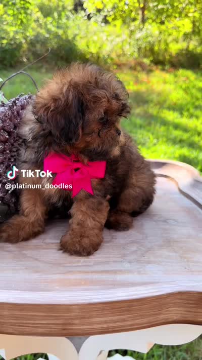 Blossom, a female Shihpoo for sale in Greenbrier, AR – 3 of 3