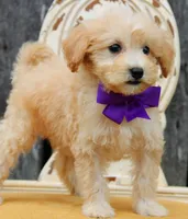 Mochi, a female Miniature Goldendoodle for sale in Greenbrier, AR – 2 of 3