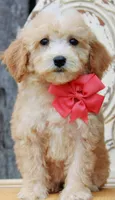 Taffy, a female Miniature Goldendoodle for sale in Greenbrier, AR – 3 of 3