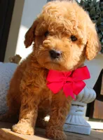 Praline, a female Goldendoodle for sale in Greenbrier, AR – 1 of 3