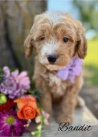 Bandit, a male Goldendoodle for sale in Greenbrier, AR – 1 of 2