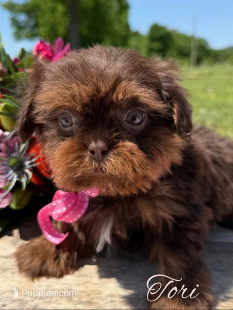 Tori – Shihpoo puppy for sale in Greenbrier, AR