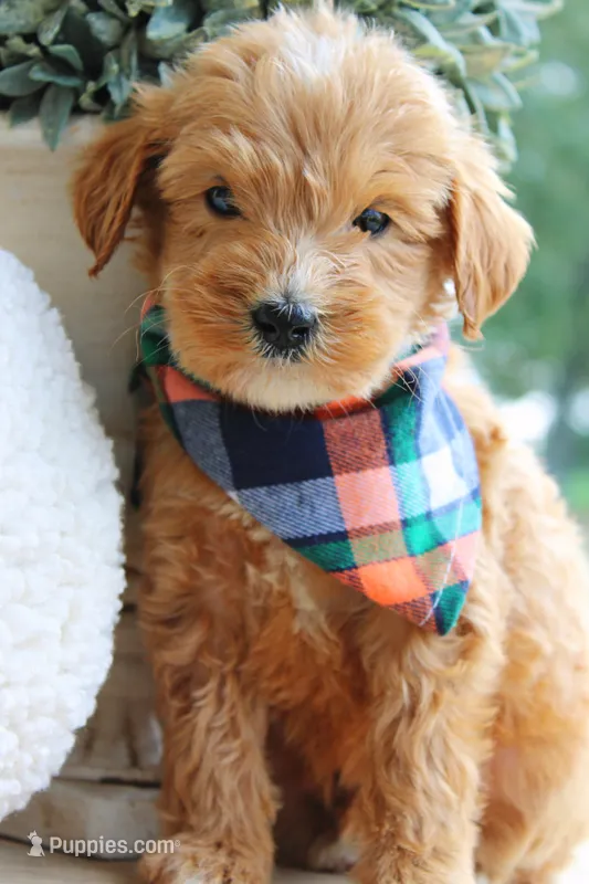 Bourbon – Goldendoodle puppy for sale in Greenbrier, AR