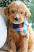 Bourbon, a male Goldendoodle for sale in Greenbrier, AR – 1 of 3