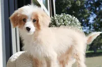 Cider, a male Miniature Bernedoodle for sale in Greenbrier, AR – 2 of 4