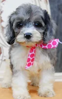 Bluebell, a female Cockapoo for sale in Greenbrier, AR – 4 of 4