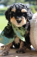 Tuffles, a female Cavapoo for sale in Greenbrier, AR – 2 of 3