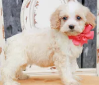 Honey, a female Cockapoo for sale in Greenbrier, AR – 3 of 3