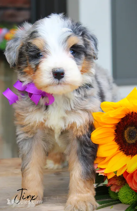 Jinx – Miniature Bernedoodle puppy for sale in Greenbrier, AR