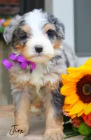 Jinx, a male Miniature Bernedoodle for sale in Greenbrier, AR – 1 of 2