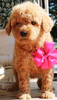 Praline, a female Goldendoodle for sale in Greenbrier, AR – 3 of 3