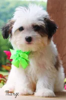 Mage, a female Miniature Bernedoodle for sale in Greenbrier, AR – 1 of 3