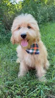 Mav, a male Goldendoodle for sale in Greenbrier, AR – 2 of 4