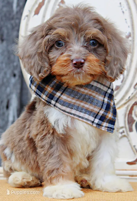 Rolo – Cockapoo puppy for sale in Greenbrier, AR