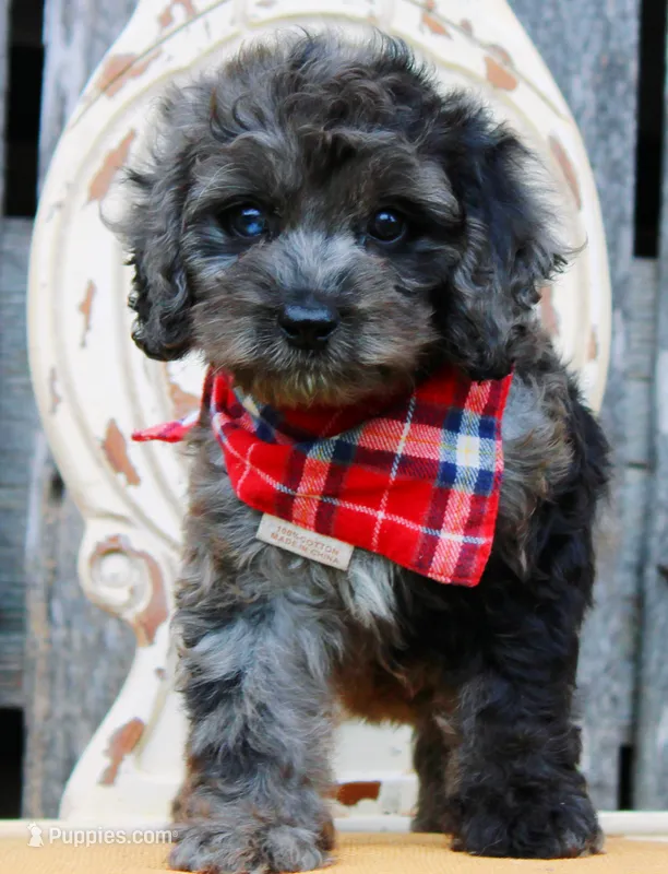 Coby – Cockapoo puppy for sale in Greenbrier, AR