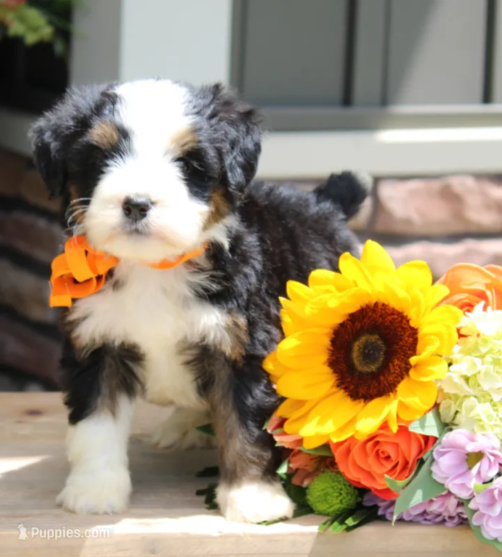 Costco – Miniature Bernedoodle puppy for sale in Greenbrier, AR