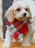 Biscuit, a male Cockapoo for sale in Greenbrier, AR – 3 of 3