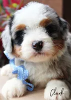 Clark, a male Miniature Bernedoodle for sale in Greenbrier, AR – 1 of 3