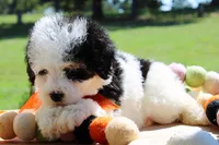 Jax, a male Cavapoo for sale in Greenbrier, AR – 3 of 5