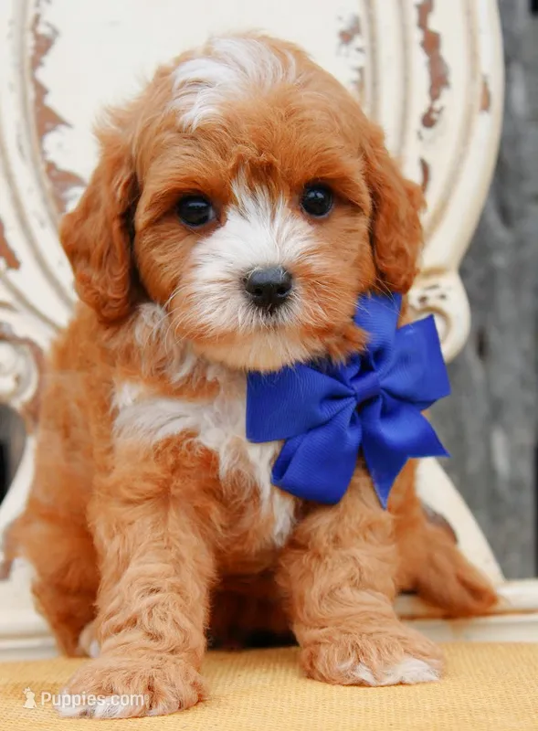 Theo – Cavapoo puppy for sale in Greenbrier, AR