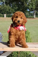 Hutch, a male Miniature Goldendoodle for sale in Greenbrier, AR – 4 of 4
