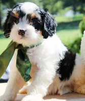 Abby, a female Cavapoo for sale in Greenbrier, AR – 2 of 5