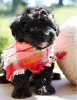 Jack, a male Cavapoo for sale in Greenbrier, AR – 2 of 5
