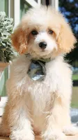 Maple, a female Miniature Bernedoodle for sale in Greenbrier, AR – 1 of 3
