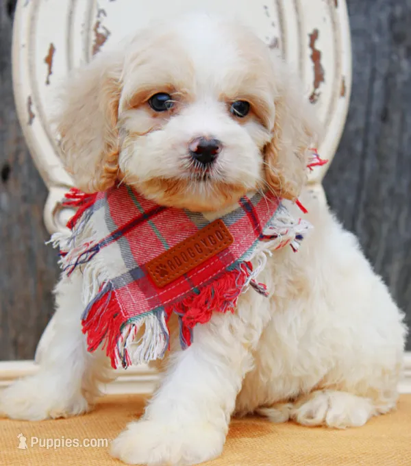 Biscuit – Cockapoo puppy for sale in Greenbrier, AR