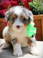 Dimples, a female Miniature Bernedoodle for sale in Greenbrier, AR – 4 of 4