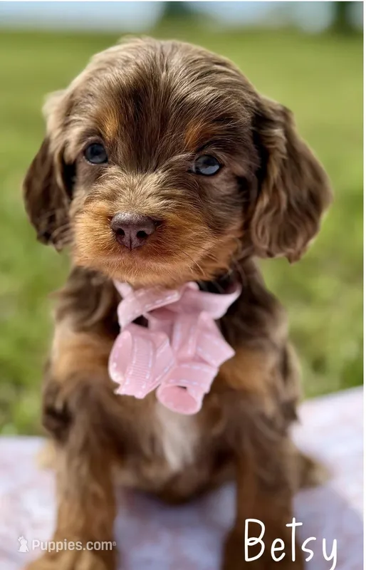 Betsy Chocolate Merle Cavapoo – Cavapoo puppy for sale in Greenbrier, AR