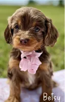 Betsy Chocolate Merle Cavapoo, a female Cavapoo for sale in Greenbrier, AR – Photo 1 of 2