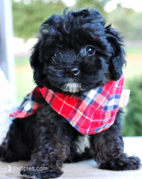 Jack – Cavapoo puppy for sale in Greenbrier, AR