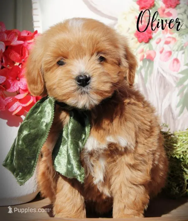Oliver