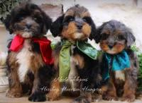 Harrison, a male Shihpoo for sale in Greenbrier, AR – Photo 2 of 2