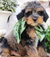 Harrison, a male Shihpoo for sale in Greenbrier, AR – Photo 1 of 2