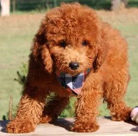 Hank, a male Miniature Goldendoodle for sale in Greenbrier, AR – 3 of 3