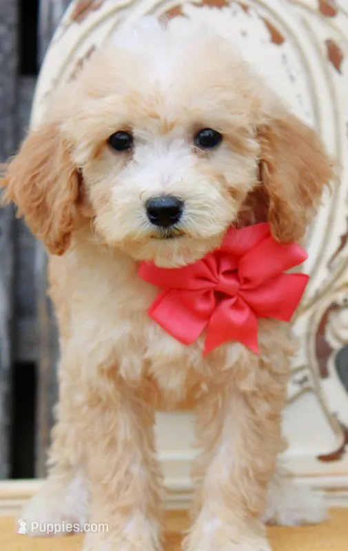 Taffy – Miniature Goldendoodle puppy for sale in Greenbrier, AR